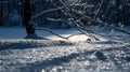 A blanket of snow covers the ground with dark tree branches silhouetted against the midnight sky. Yet even in this Royalty Free Stock Photo