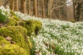 Blanket of snowdrops and a moss covered derelict wall in woodland Royalty Free Stock Photo