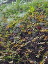 Blanket of spider webs over grass in a misty meadow. Drops of morning dew and fog suddenly reveal many hidden cobwebs Royalty Free Stock Photo