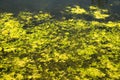 Blanket weed, duckweed grow in Pond Royalty Free Stock Photo