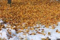 A thick layer of orange, yellow and brown leaves covering a layer of snow after an early snowfall in autumn in Wisconsin Royalty Free Stock Photo