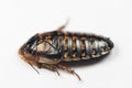 Blaptica dubia, Dubia roach, also known as the orange-spotted roach in the laboratory. Royalty Free Stock Photo