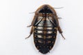 Blaptica dubia, Dubia roach, also known as the orange-spotted roach in the laboratory.