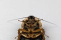 Blaptica dubia, Dubia roach, also known as the orange-spotted roach in the laboratory.