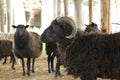 Blask sheeps on the farm. Royalty Free Stock Photo