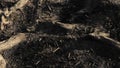 Blasted Lands due to Forest Fires, Background with ash and wood residues