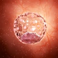 a blastocyst Royalty Free Stock Photo
