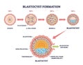 Blastocyst formation shown as stepwise early embryo development, moving from ... Royalty Free Stock Photo