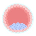 Anatomy of a blastocyst. A distinctive stage of a mammalian embryo. Royalty Free Stock Photo
