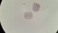 Blastomeres of mammalian egg, microscopic photo