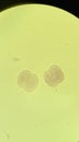 Blastomeres of mammalian egg, microscopic photo Royalty Free Stock Photo