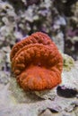 Blastomussa wellsi coral.