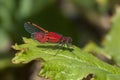 Blatt einem auf sitzt Libelle Adonislibelle Rote