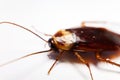 Blattodea slept Royalty Free Stock Photo
