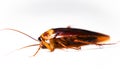 Blattodea slept Royalty Free Stock Photo