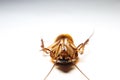 Blattodea slept Royalty Free Stock Photo