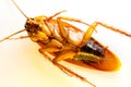 Blattodea slept Royalty Free Stock Photo