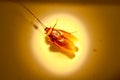 Blattodea slept dead Royalty Free Stock Photo