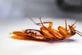 Blattodea slept Royalty Free Stock Photo