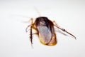 Blattodea slept Royalty Free Stock Photo