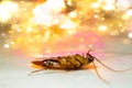 Blattodea slept Royalty Free Stock Photo