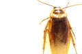 Blattodea slept Royalty Free Stock Photo