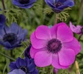 Blau, lila blooming Anemonen im Keukenhof. Close up Royalty Free Stock Photo