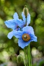 Blau poppy or Himalaya poppy