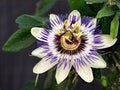 Blaue Passiflora, Passiflora caerulea, Heimat ist Nordargentinien und SÃÂ¼dbrasilien