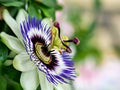 Blaue Passiflora, Passiflora caerulea, Heimat ist Nordargentinien und SÃÆÃÂ¼dbrasilien