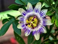 Blaue Passiflora, Passiflora caerulea, Heimat ist Nordargentinien und SÃÆÃÂ¼dbrasilien