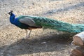 Blue peacock in Salzburg Zoo, Austria, Europe