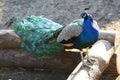 Blue peacock in Salzburg Zoo, Austria, Europe