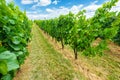 Blauer Portugeiser and BlaufrÃÂ¤nkisch grapes in vineyard