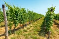 Blauer Portugeiser grapes in vineyard Royalty Free Stock Photo