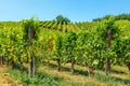 Blauer Portugeiser grapes in vineyard Royalty Free Stock Photo