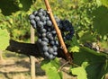 Blaufrankisch grape , Blue Frankish in english, hanging on vine just before the harvest