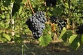 Blaufrankisch grape hanging on vine just before the harvest. In USA is known as Lemberger.