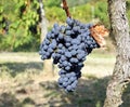 Blaufrankish grape , Blue Frankish in english, hanging on vine just before the harvest. Royalty Free Stock Photo