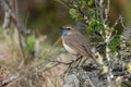 Bluethroat Royalty Free Stock Photo