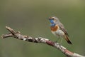 Bluethroat