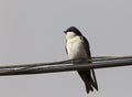 Blauw-witte Zwaluw, Blue-and-white Swallow, Pygochelidon cyanoleuca Royalty Free Stock Photo