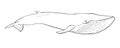 Hand-drawn illustration of a Blue Whale Balaenoptera musculus Royalty Free Stock Photo