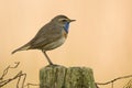 Blauwborst, Bluethroat, Luscinia svecica