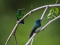 Blauwbuikamazilia, Steely-vented Hummingbird, Amazilia saucerottei