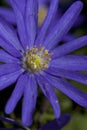 Blauwe anemoon, Apennine Windflower, Anemone apennina Royalty Free Stock Photo