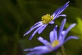 Blauwe anemoon, Apennine Windflower, Anemone apennina Royalty Free Stock Photo