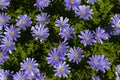 Blauwe anemoon, Apennine Windflower, Anemone apennina Royalty Free Stock Photo