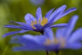 Blauwe anemoon, Apennine Windflower, Anemone apennina Royalty Free Stock Photo