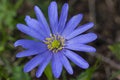 Blauwe anemoon, Apennine Windflower, Anemone apennina Royalty Free Stock Photo